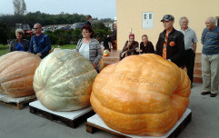 Tovarnik, pobjednička bundeva