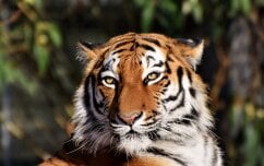 Tigar