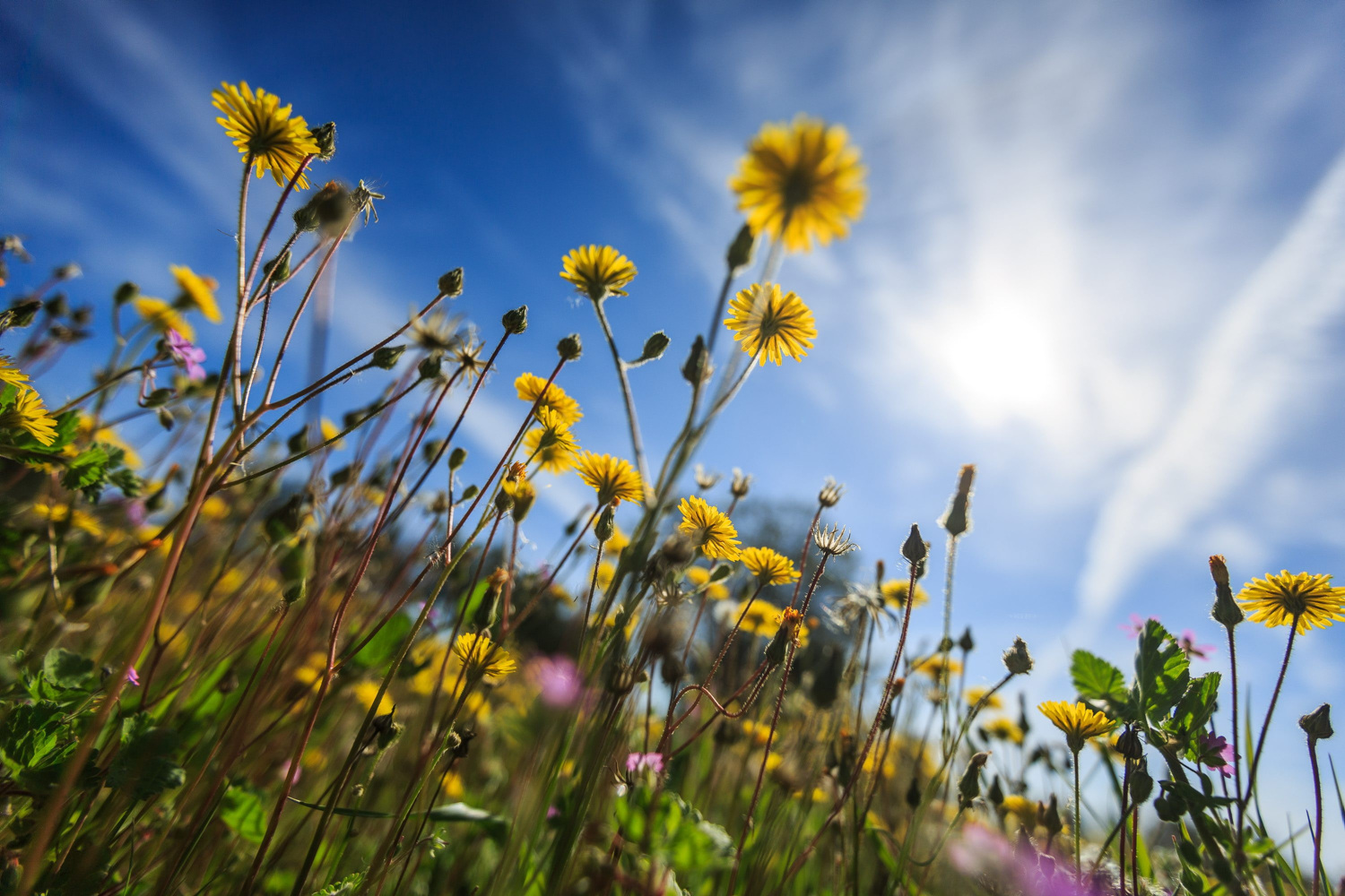 Muče vas peludne alergije? Ovo su najčešći alergeni, a evo kada najjače udaraju