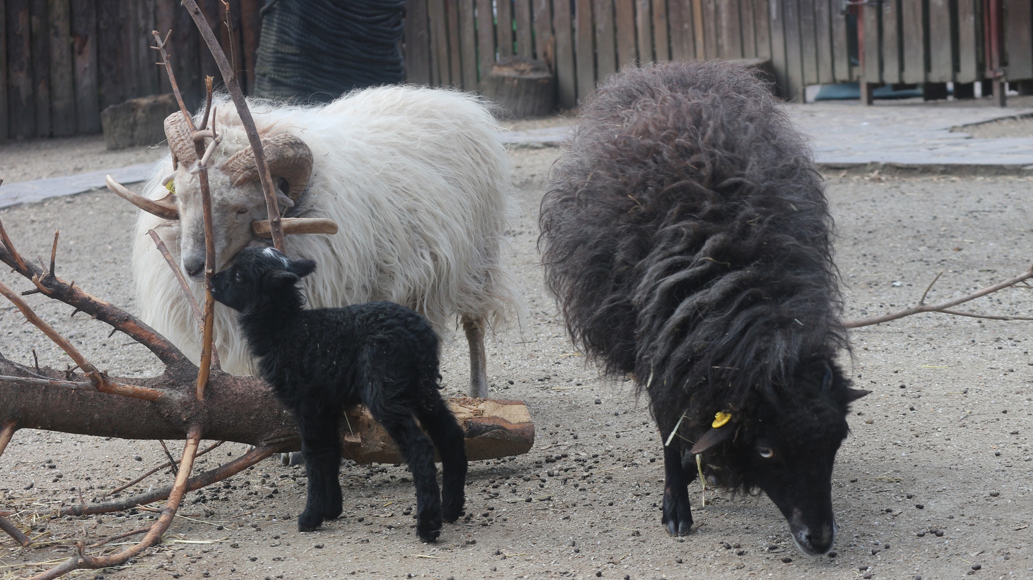 Ovo janje s neobičnim čuperkom zaludilo Zagreb: 'Točkica je jako zaigrana'