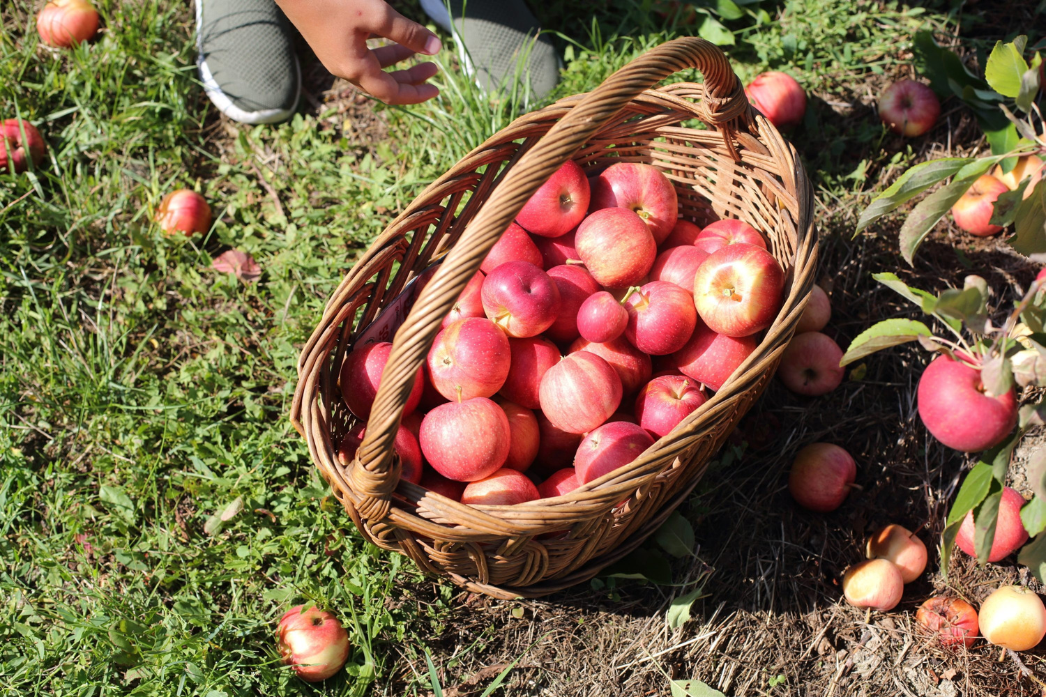 Stručnjak upozorio na štetnost pesticida: 'Prirodno ne znači automatski i bezopasno'